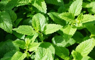 Pfefferminze als klärender Duftstoff